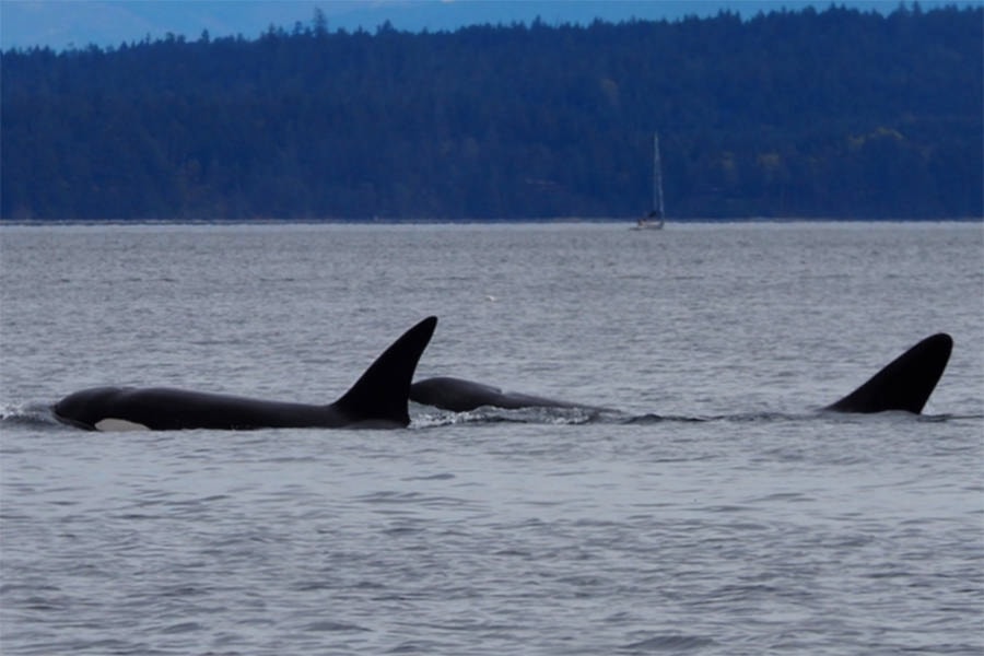 Ella Smiley of Comox Valley Wildlife Sightings spotted a pod of orcas in and around Comox Harbour on Easter Sunday. She submitted these photos of the experience.