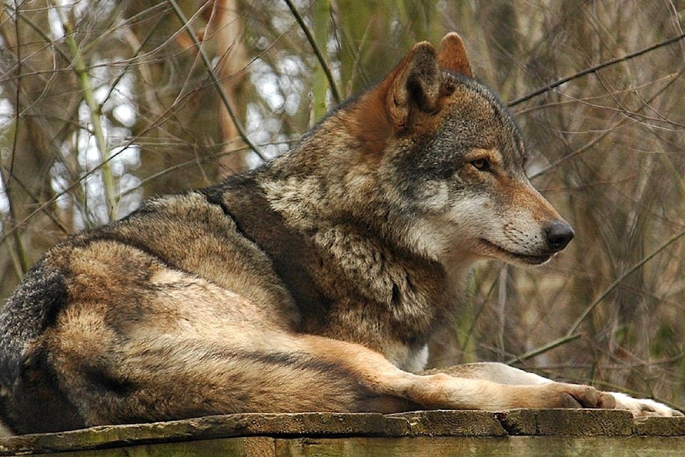 21398510_web1_200428-CRM-Zeballos-wolf-warning-Grey-wolf_1