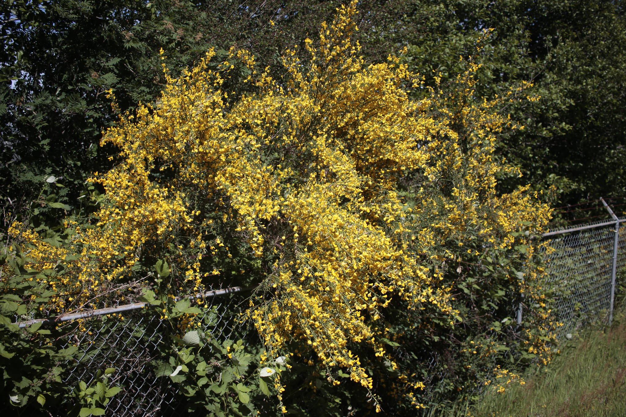 21618832_web1_200521-CRM-Broom-BLOOM_1