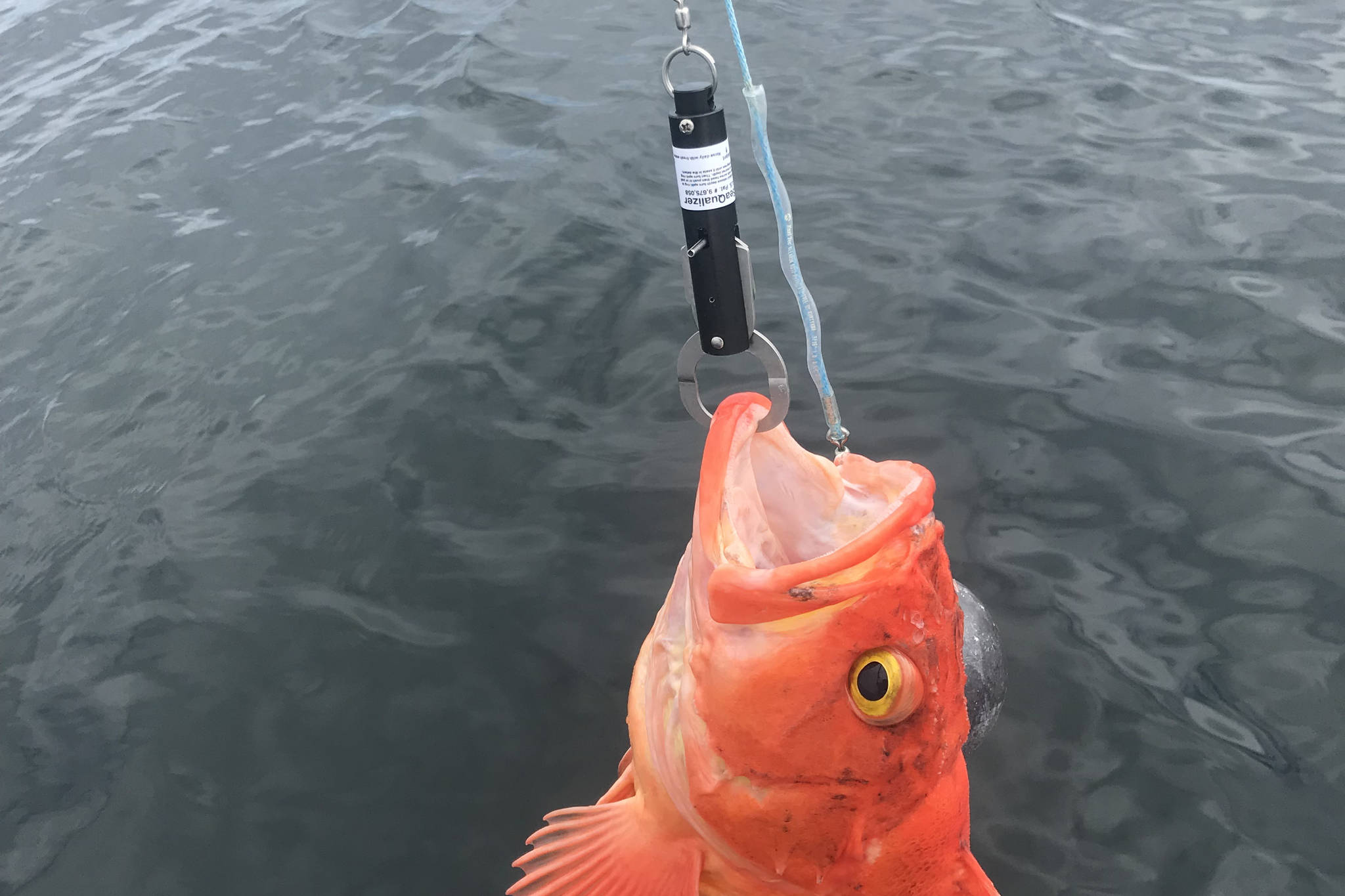If you hook them, deep-return them with a descender - Campbell River Mirror
