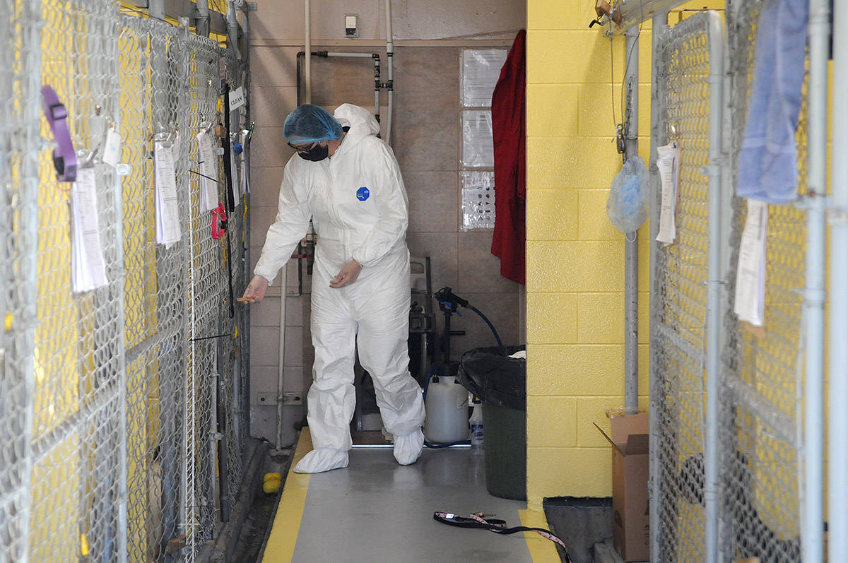 Chloé MacBeth, Chilliwack SPCA branch manager, gives treats and toys to some of the 11 dogs in quarantine at the shelter on Wednesday, Oct. 7, 2020. (Jenna Hauck/ Chilliwack Progress)