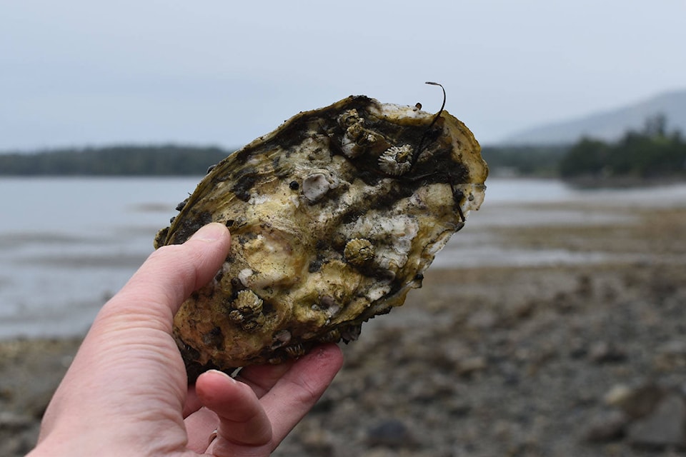 23670861_web1_201210-PNR-SHELLFISH-HARVESTING-SHELLFISH_1