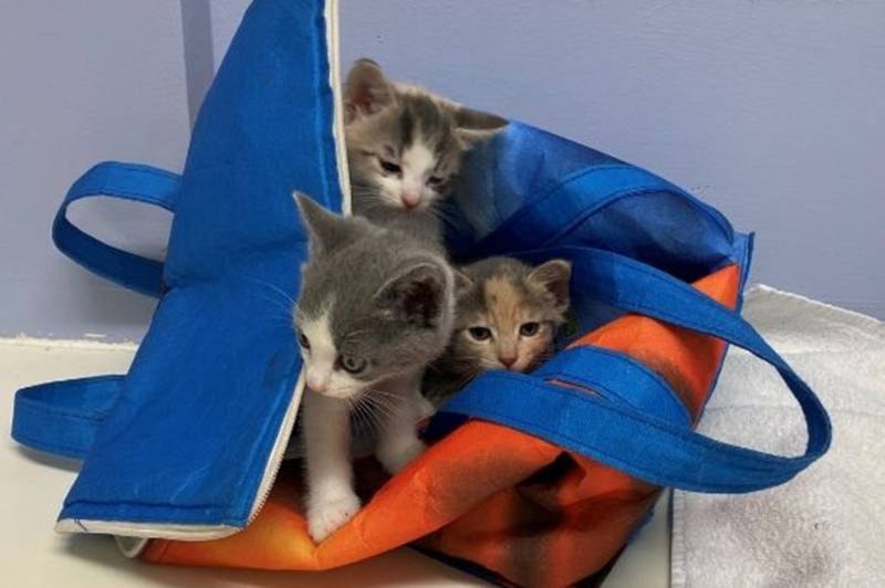 23697455_web1_Kittens_coming_out_of_freezer_bag