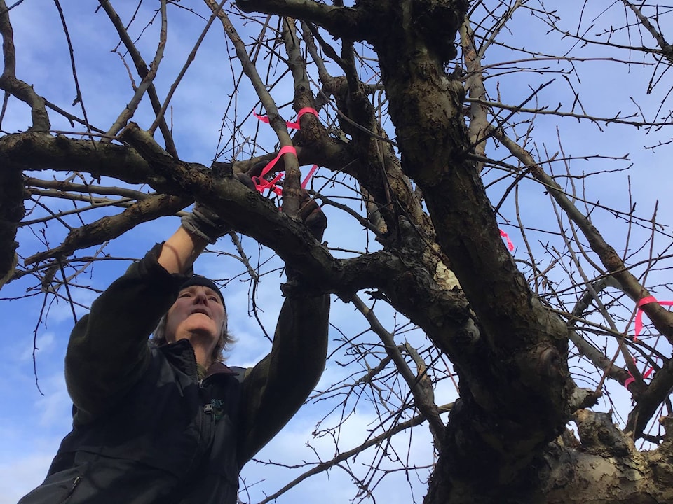 24136368_web1_210204-CRM-Greenways-Tree-Pruning-CUMMINGS_1