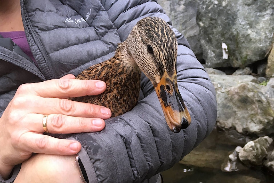 24311002_web1_210222-SNE-Duck-Rescue_2