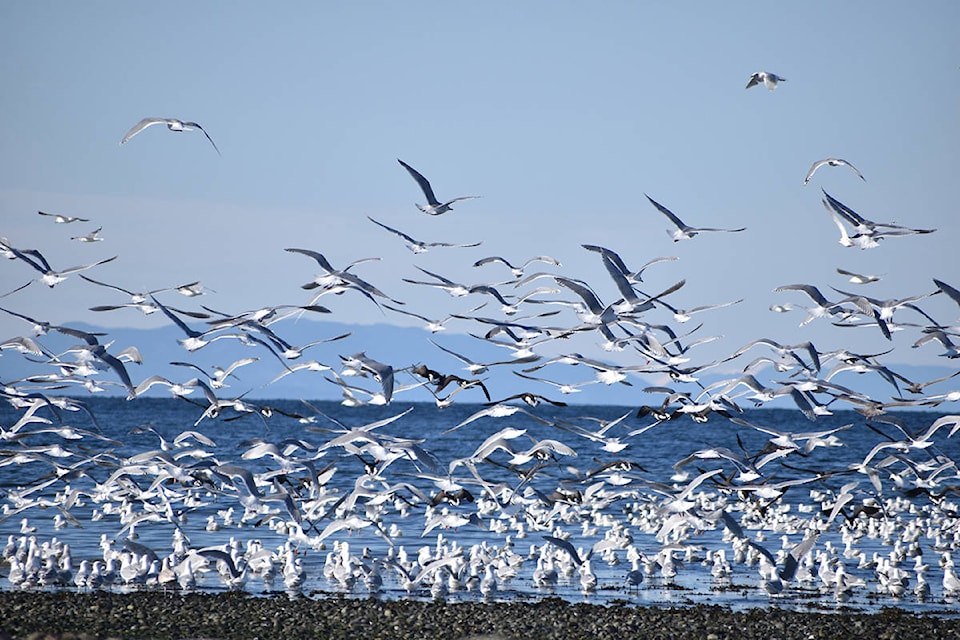 Seagulls and other marine birds packed the shoreline at Kye Bay in March (2020), as the herring roe provided a feast for the feathered community. Photo by Terry Farrell