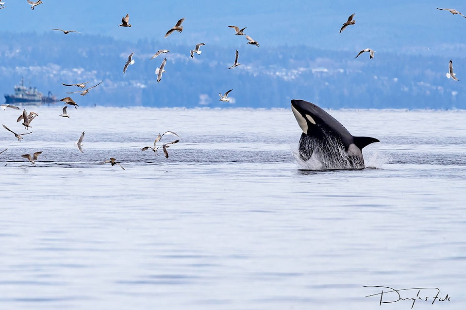 24655377_web1_210331-NBU-killer-whales-rocky-point-1_1