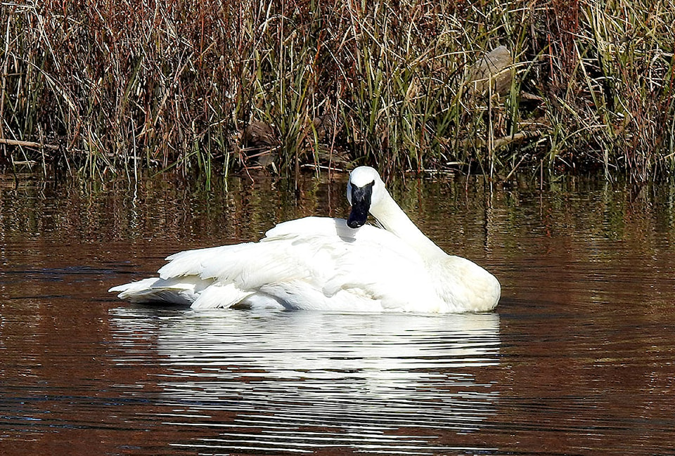 24725793_web1_210331-CVR-SA-Swan-1_2