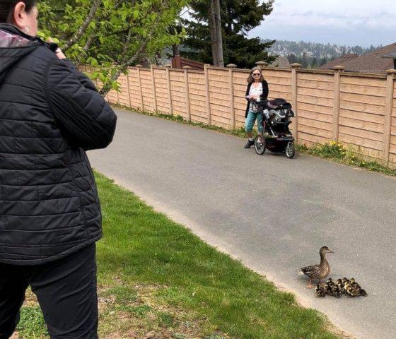 A family of 14 ducks needed a bit of help crossing Dogwood Street on Friday afternoon. Photo courtesy Catherine Greer