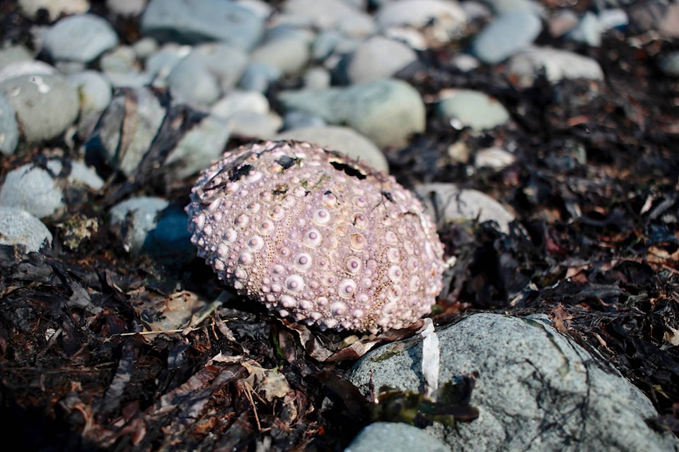 The Discovery Passage Aquarium is asking people to bring in their seashell collections to be returned to the ocean and provide habitat for ocean creatures. Photo by Marc Kitteringham / Campbell River Mirror