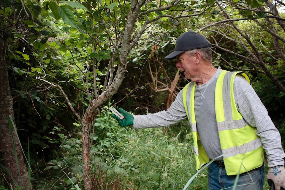 Tom Hall has been tending the area around Willow Creek. Photo by Marc Kitteringham / Campbell River Mirror