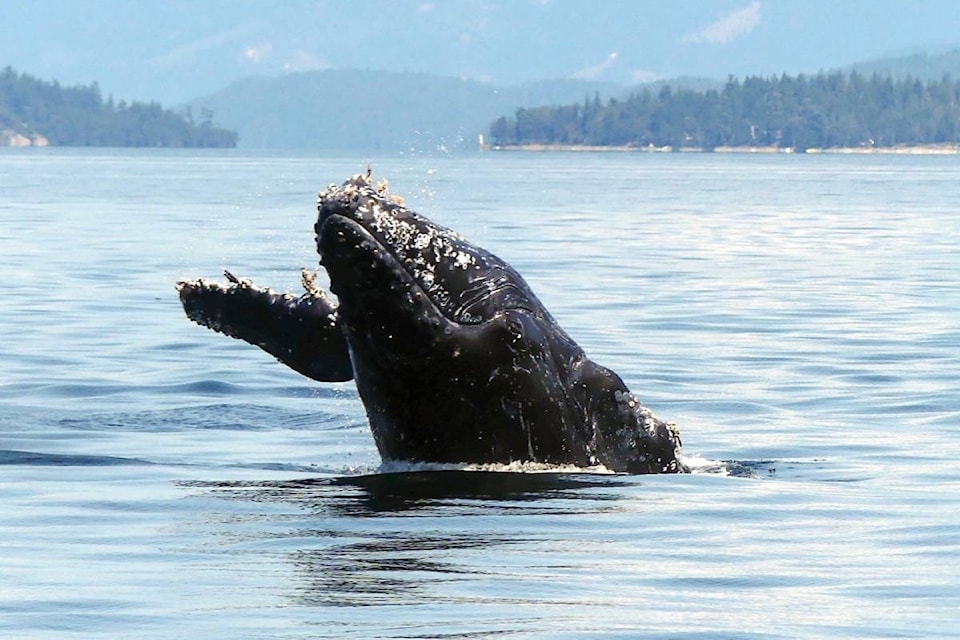 Halfpipe, the two-year-old humpback whale found dead on July 8. Photo courtesy Kaitlin Paquette.