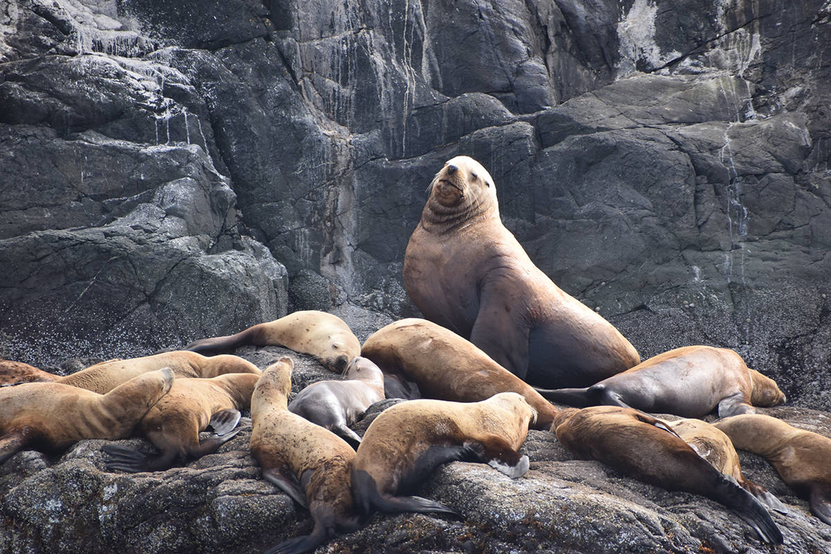 A large sea lion is surrounded by a herd on Mitlenatch Island. Photo by Terry Farrell