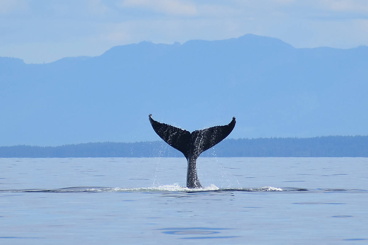 Another humpback going down. Photo by Terry Farrell