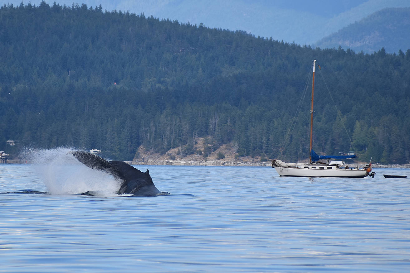A humpback whale splashes around as a sailboat floats by. Photo by Terry Farrell