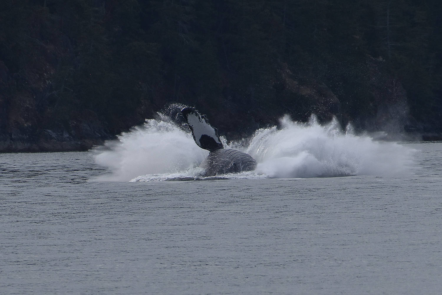 One final big splash before his show ends. Photo by Terry Farrell