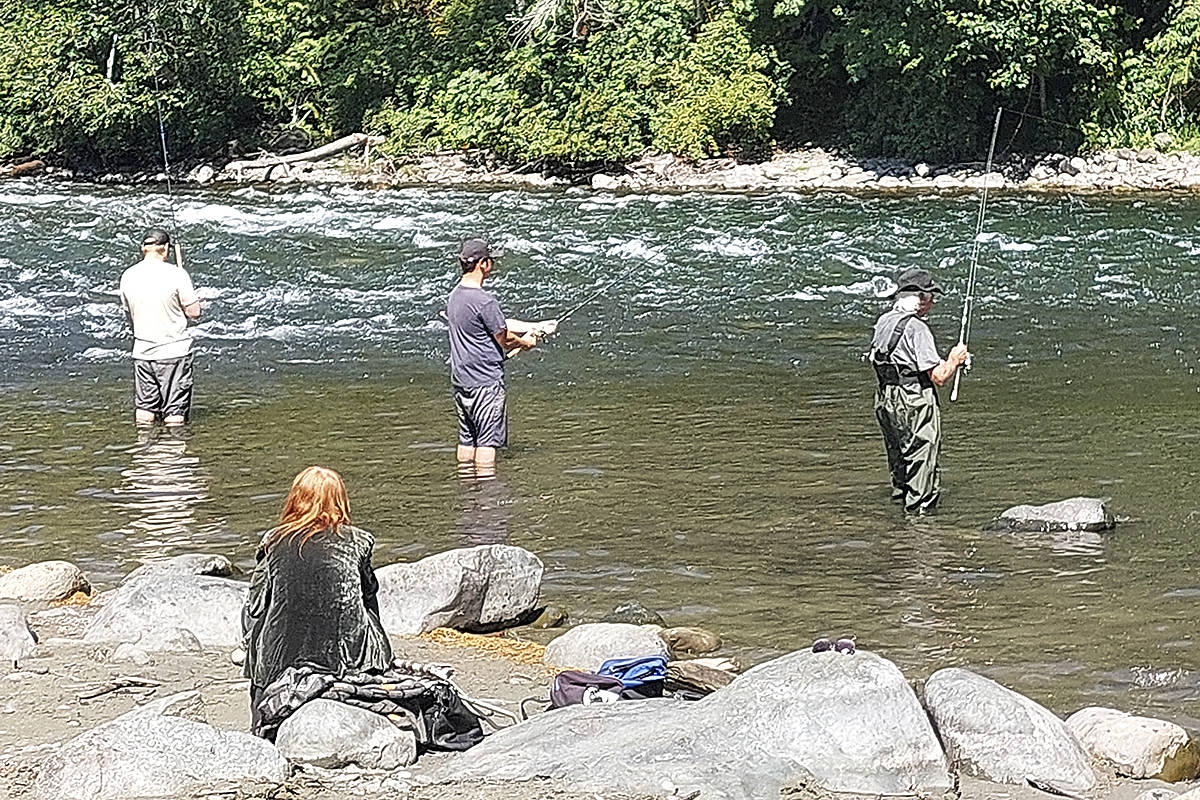 The pink salmon have arrived in local rivers - Campbell River Mirror