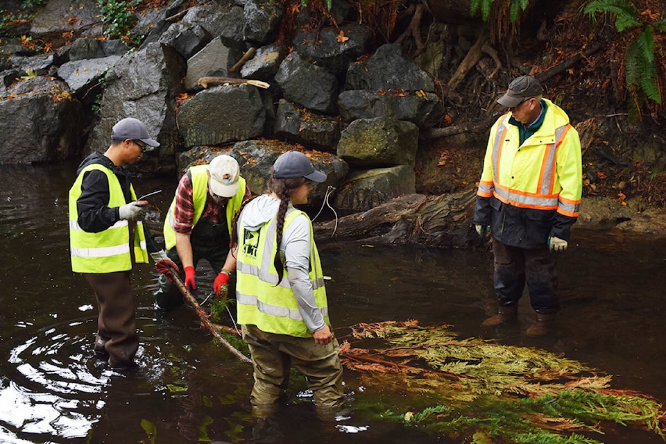 Greenways Trust workers and Simms Streamkeepers teaming-up to create some new habitats for salmon fry. Ronan O’Doherty/ Campbell River Mirror