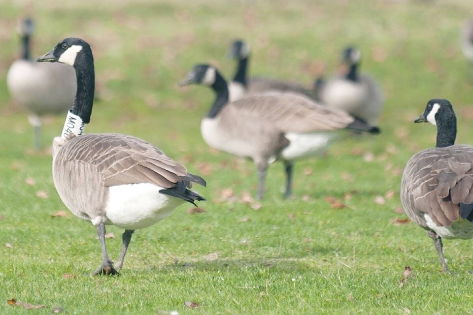 26438035_web1_210915-PQN-Morningstar-Geese-Issue-geese_1