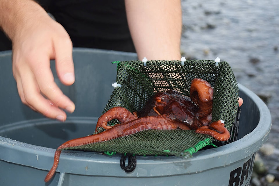Midnight the octopus was ready to head back to the sea. Ronan O’Doherty/ Campbell River Mirror