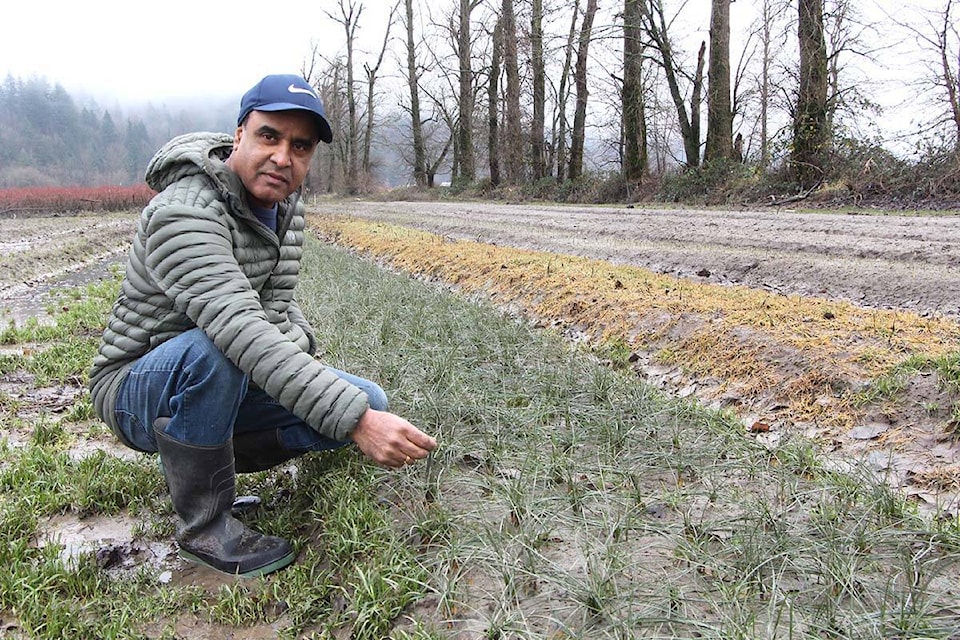 Farmer Avtar Dhillon was surprised to see that his saffron plants survived the	catastrophic flooding that hit the Sumas Prairie area of Abbotsford in mid-November.	(Vikki Hopes/Abbotsford News)