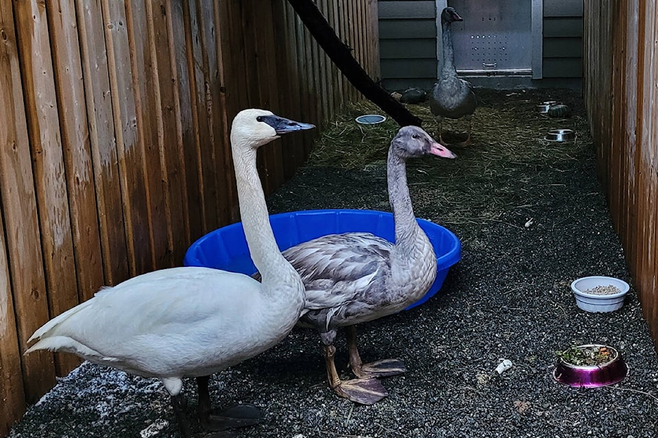 Emaciated swans recovering at MARS. The adult instinctively positions itself between any human entering the pen and the two sub-adults and is very protective even though neither is its chick. Jo Stiles photo
