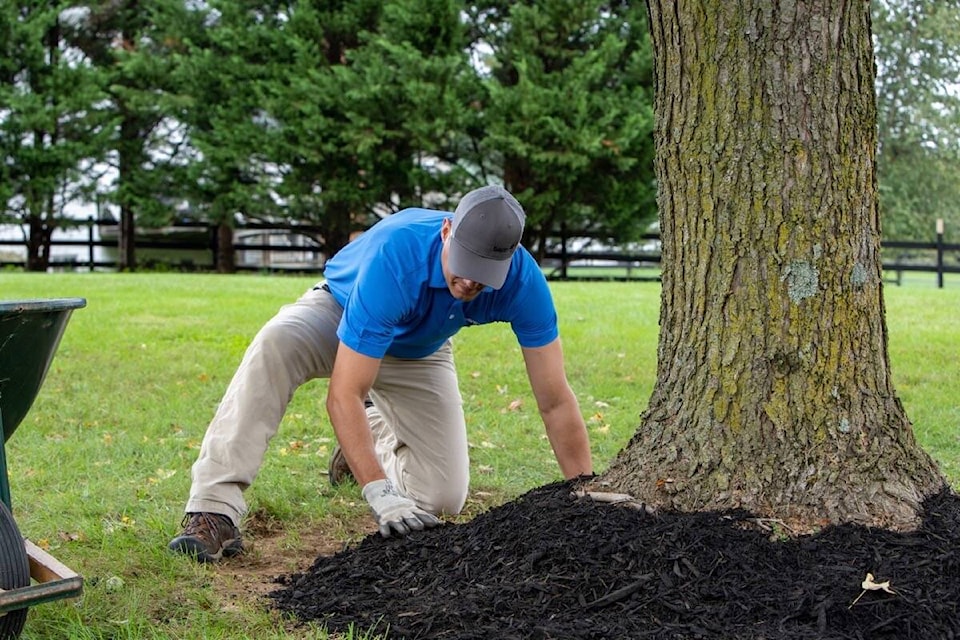 Preparation for extreme weather on either end of the spectrum includes mulch. (Courtesy Davey Tree)