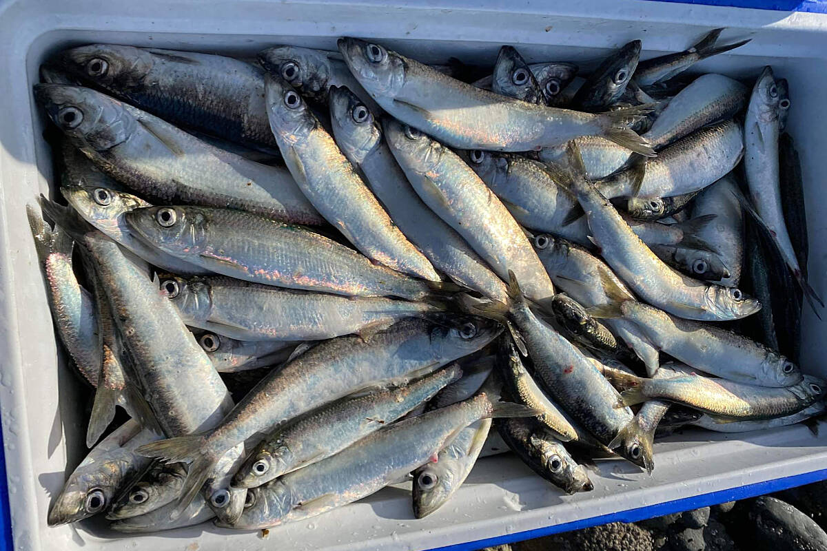 Fishing for herring is all about timing and tides - Campbell River