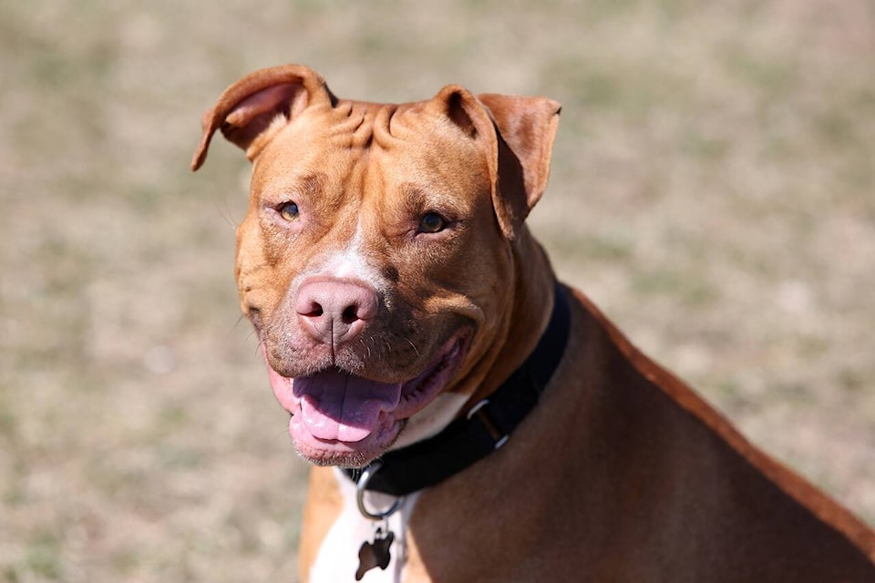 28451500_web1_220317-NTC-dogs-pitbull_1