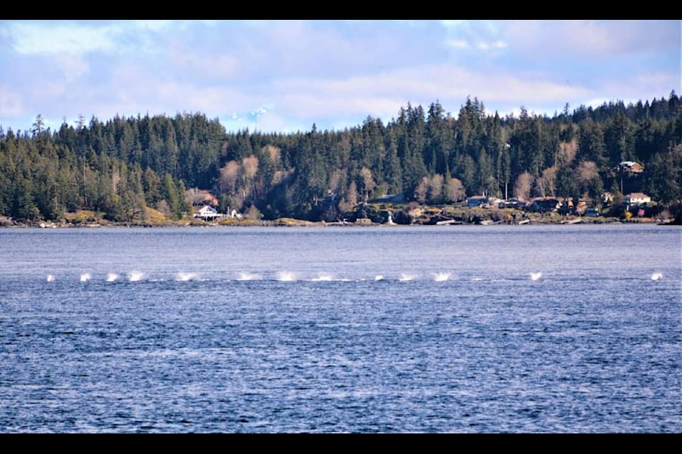 A pod of dolphins splashes along in between Campbell River and Quadra Island. Photo by Sharon Yon/ Scene it Photography