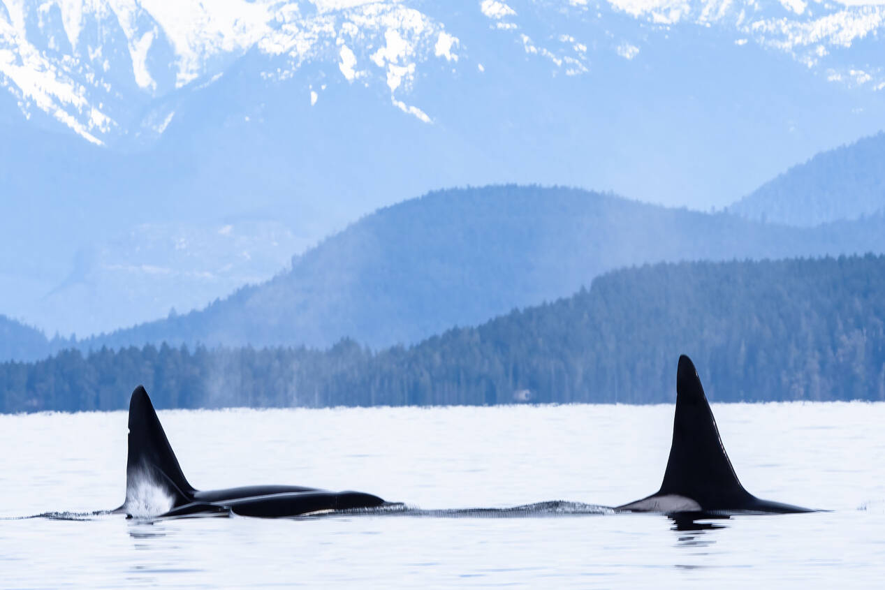 28851939_web1_copy_220419-CRM-ORCA-SEASON-ORCA_1