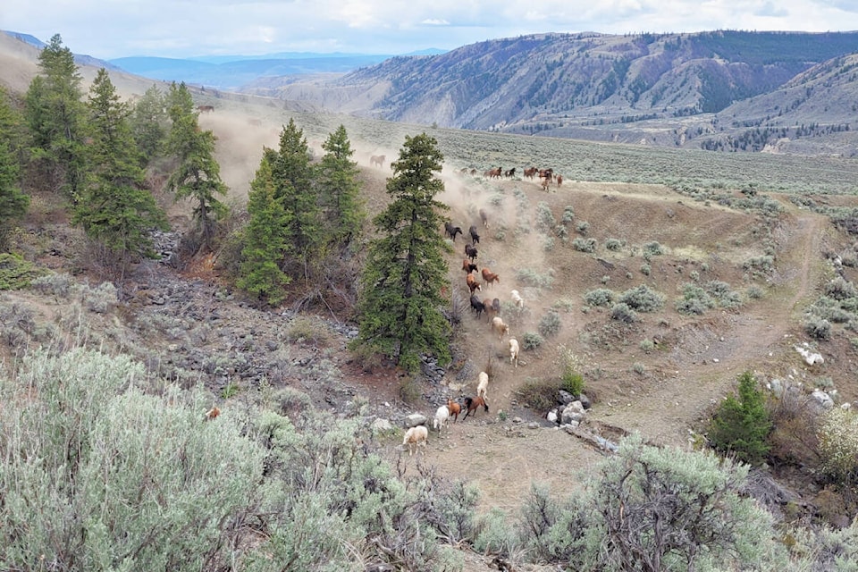 Horses from the community of Esk’etemc race down the slope in a traditional annual roundup which brings the horses back from winter range to the reserve. (Georgina Chipman photo)