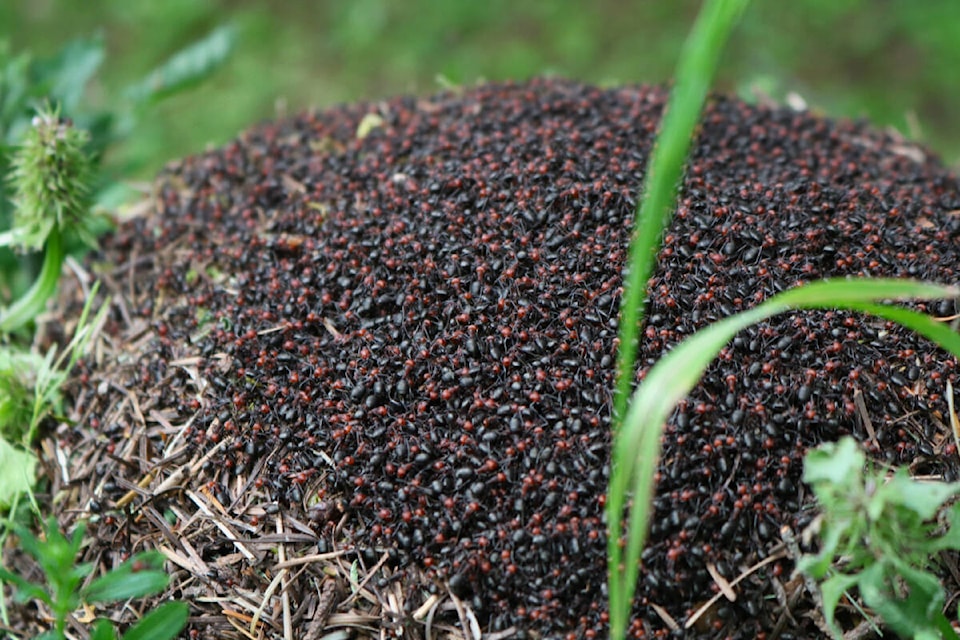 Mrs. Morran said the ant hill has become something of a highlight for walkers who travel along the road. (Bailey Moreton/News Staff)