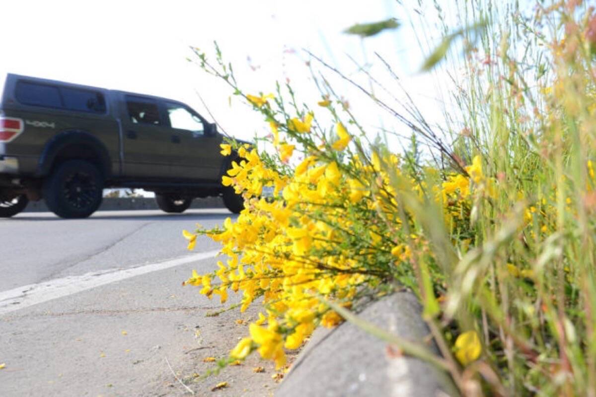 Group launches sweeping campaign for B.C. to label Scotch broom a