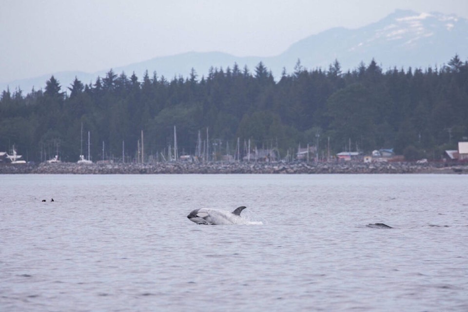 Frosty, the rare white orca from California, was spotted near Telegraph Cove B.C. recently. (Scott Turton photo)