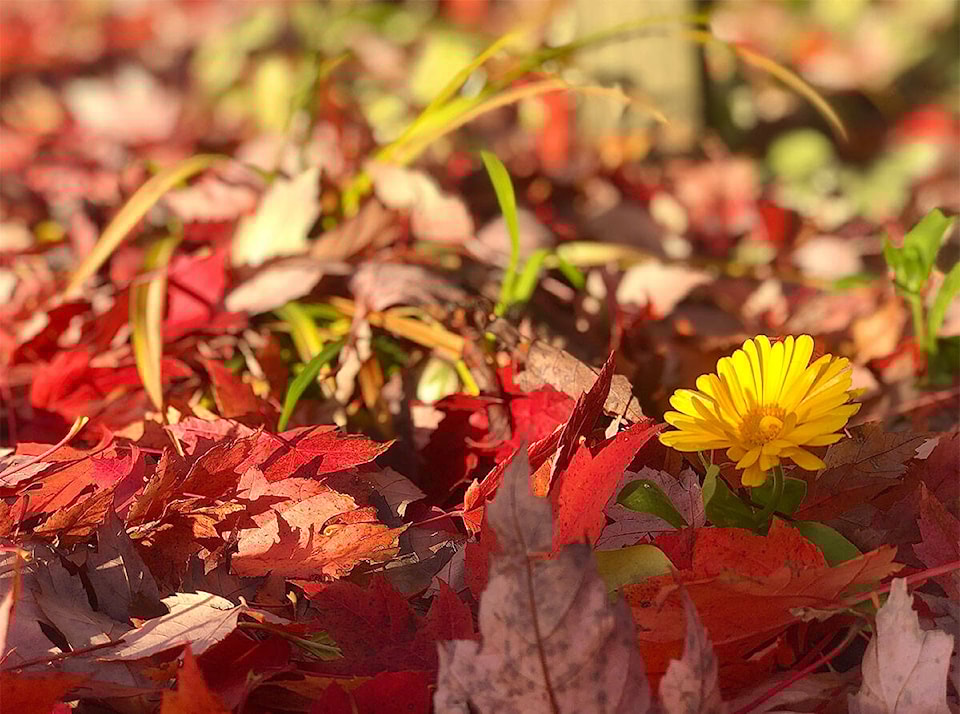 30226092_web1_leaves
