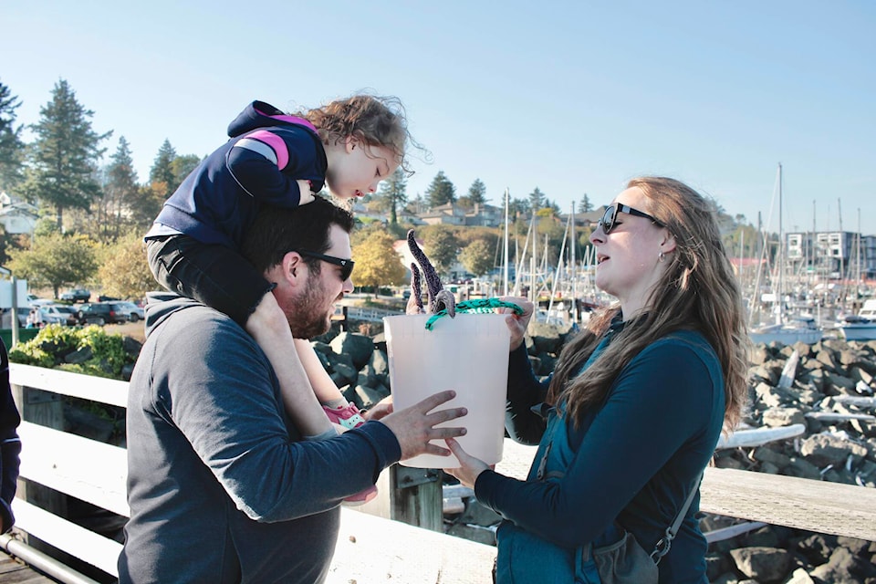 Quinn Sirignano sits on dad Rocky Sirignano’s shoulders, looking at a giant sea star held by mom Serena. Photo by Marc Kitteringham/Campbell River Mirror