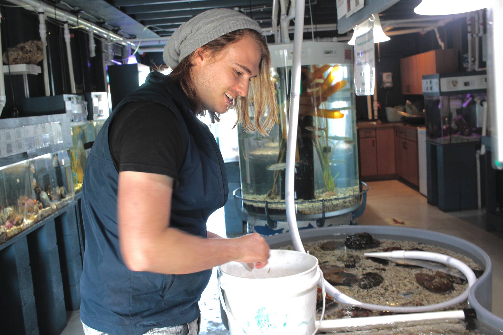 Ricky Belanger, of the Discovery Passage Aquarium, removes an animal from its holding tank to be placed back in the ocean. Photo by Marc Kitteringham/Campbell River Mirror
