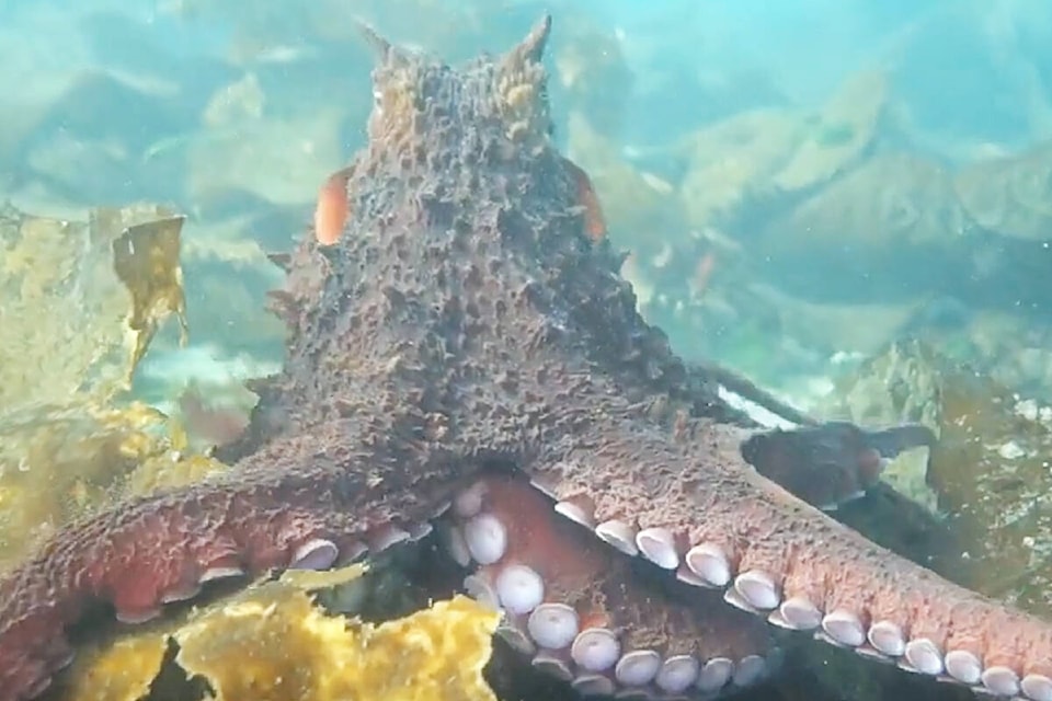 30785447_web1_221021-CRM-Octopus-video-OCTOPUS_1