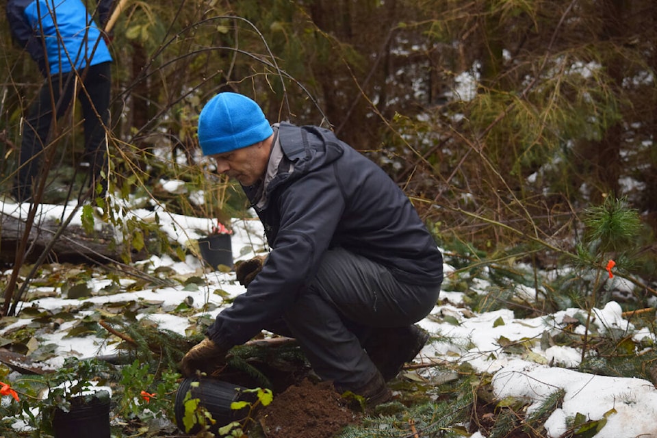 30999095_web1_221112-CRM-TD-tree-planting-Baikie-Island-tree_2