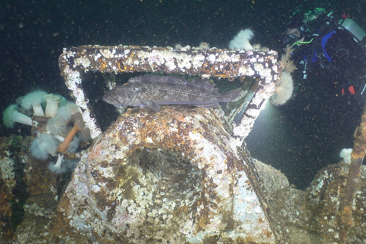 Artificial reef near Campbell River to be featured in Indigenous