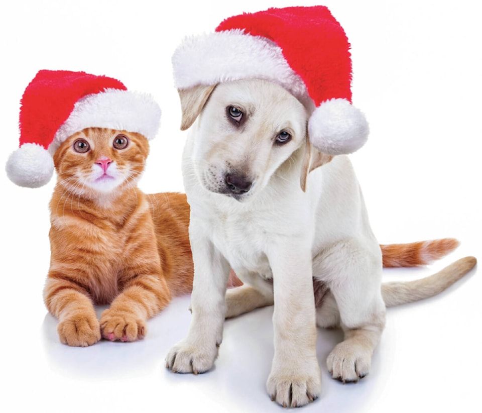 31129663_web1_221125-CRM-Kibbles-and-Blitzen-PETS_1