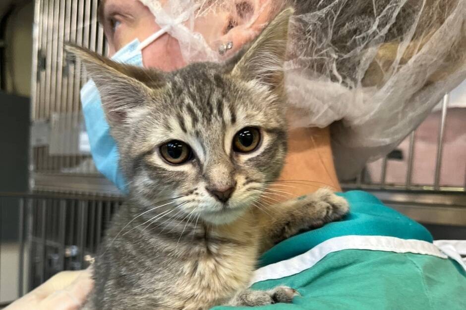 Nine kittens abandoned at a Vancouver construction site in freezing cold in December 2022 are now receiving care from the BC SPCA. (BC SPCA handout)