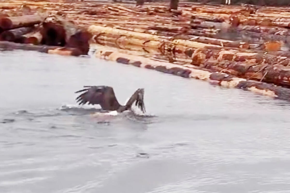 ON VIDEO: Eagle swims gripping fish in its talons - Campbell River Mirror