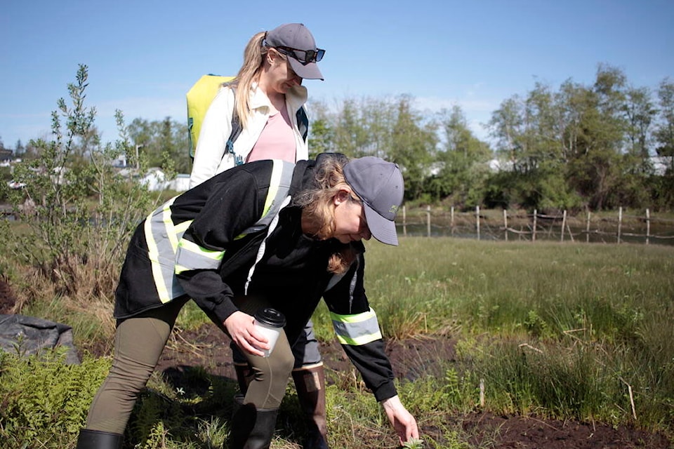 Greenways Land Trust Habitat Coordination Manager Camille Andrews shows the result of a yellow flag iris tarp on Baikie Island. Photo by Marc Kitteringham/Campbell River Mirror