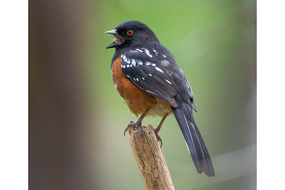 A spotted towhee is photographed singing in the Lazo Woods. Photo by James MacKenzie
