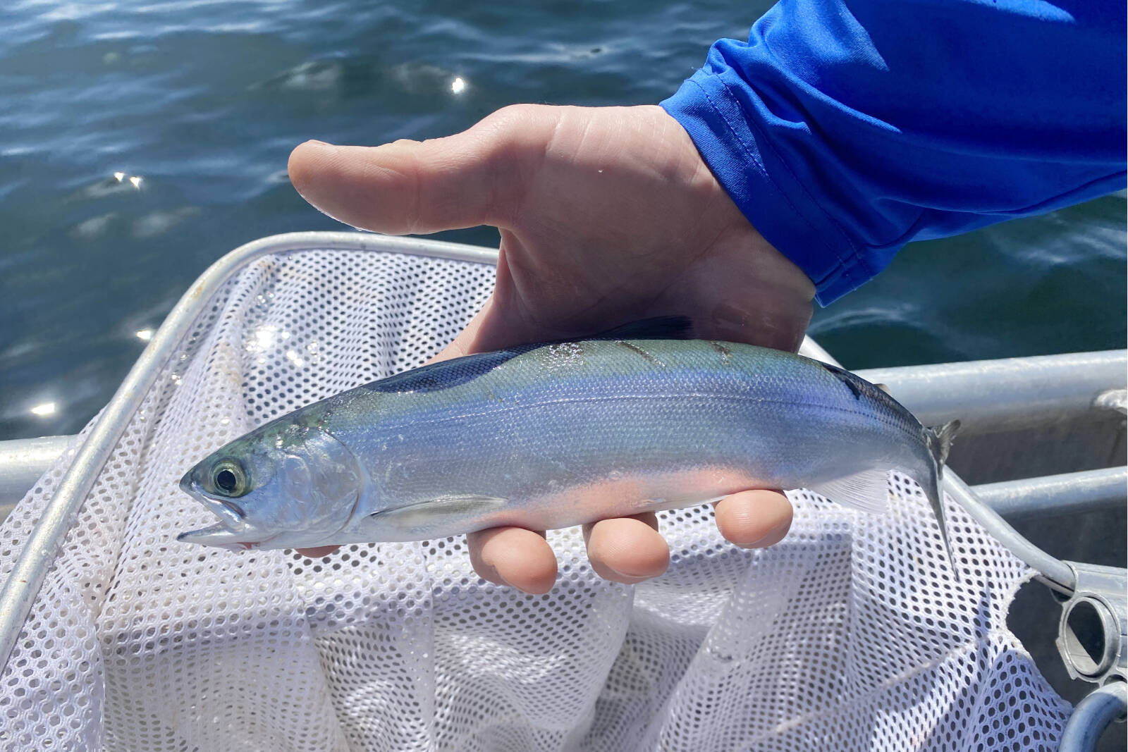 Kokanee caught at Beavertail Lake, near Campbell River, one of two Vancouver Island lakes now stocked with the fish typically only found on the Mainland. Adrian Clarke photo / Freshwater Fisheries Society of BC