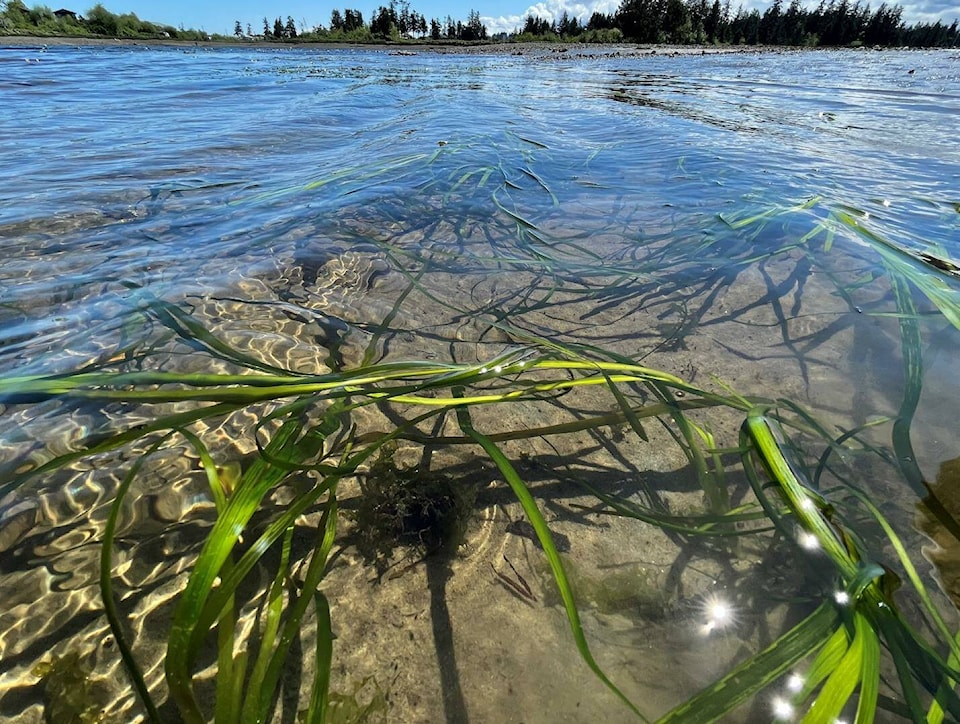 33229974_web1_230706-CRM-Baikie-Island-Trail-Closure-GRASS_1