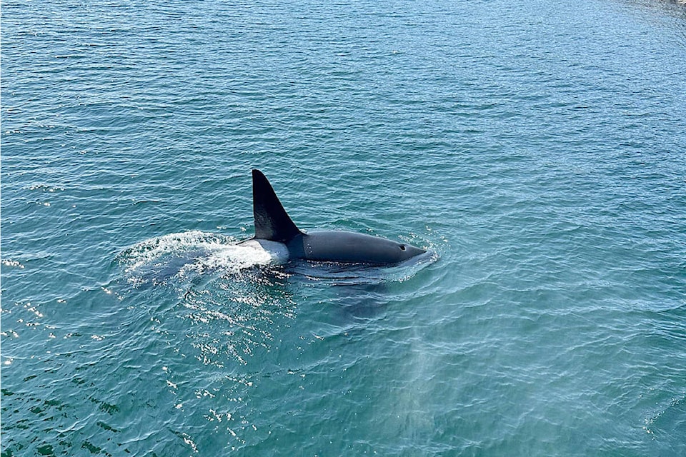 A pod of orcas swarmed the Discovery Pier in Campbell River on July 10 delighting staff and visitors to the popular facility. Photo by Liz Lagos