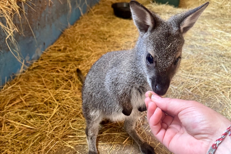Wallabies are amazing animals that show a lot of affection: you'll really feel like you're part of their "pod" when they start licking and grooming you – which is something our wallabies absolutely enjoy! said Katie Denne, the owner of Holly Hill Farm.